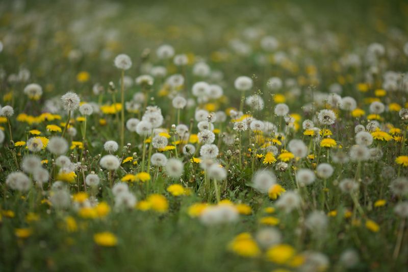 The Uninvited Guests Your Yard Actually Wanted All Along The Uninvited Guests Your Yard Actually Wanted All Along
