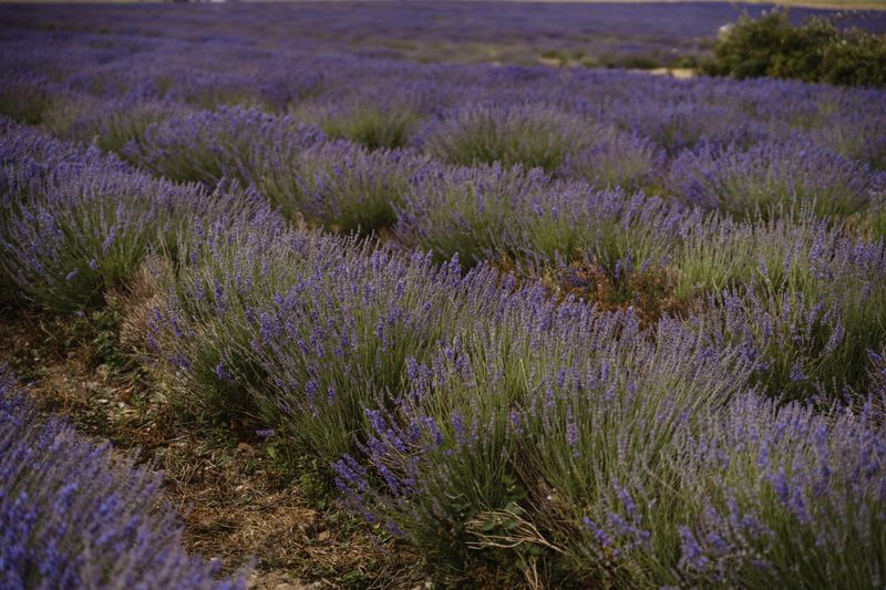 The Varieties Successful Growers Choose Over Common Ones The Varieties Successful Growers Choose Over Common Ones