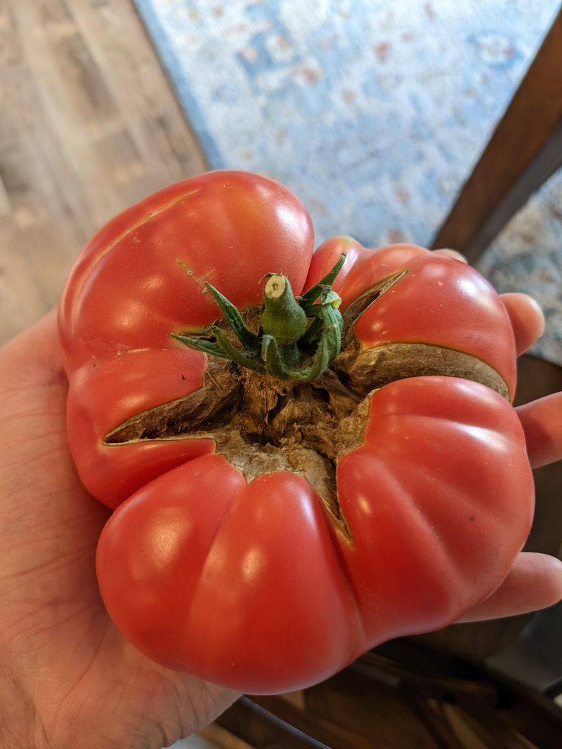 The Variety In Your Garden Was Never Built For Kentucky Summers