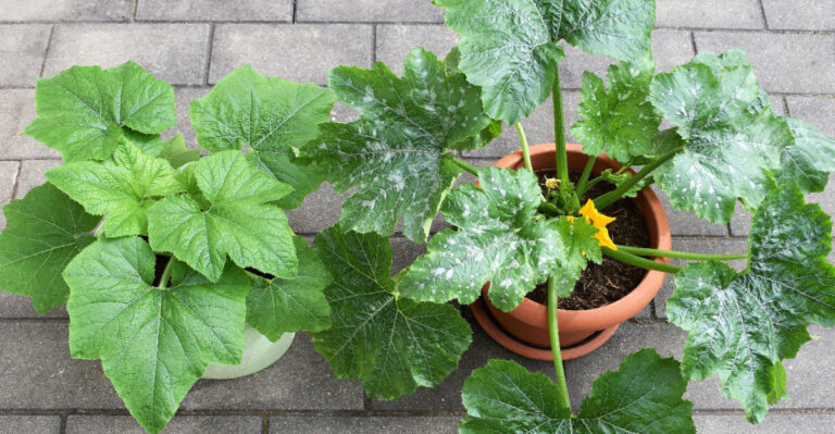 The Vegetables Oregon Gardeners Say Are Easiest To Grow In Containers