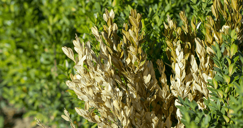 The Warning Signs Hiding Inside Your Shrubs