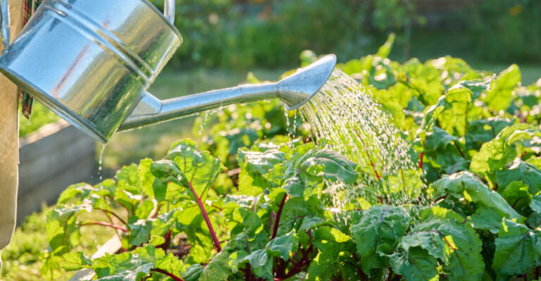 The Watering Habits Virginia Gardeners Repeat Every Summer Without Realizing The Damage