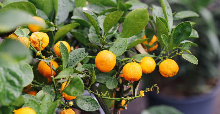 citrus tree (featured image)
