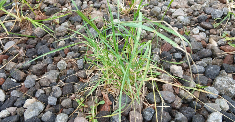 The Weed Mistake That Makes Oregon Gravel Paths Worse Every Summer