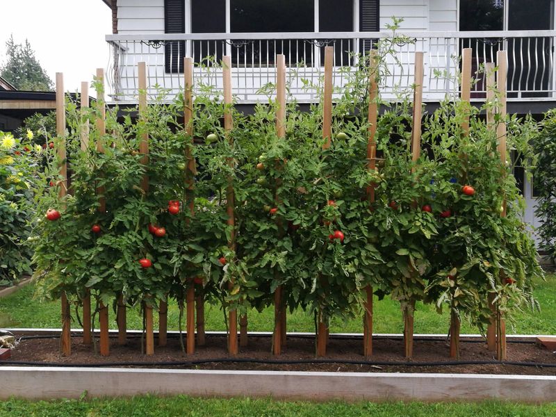 The Wooden Stick Trick That Stops You From Overwatering