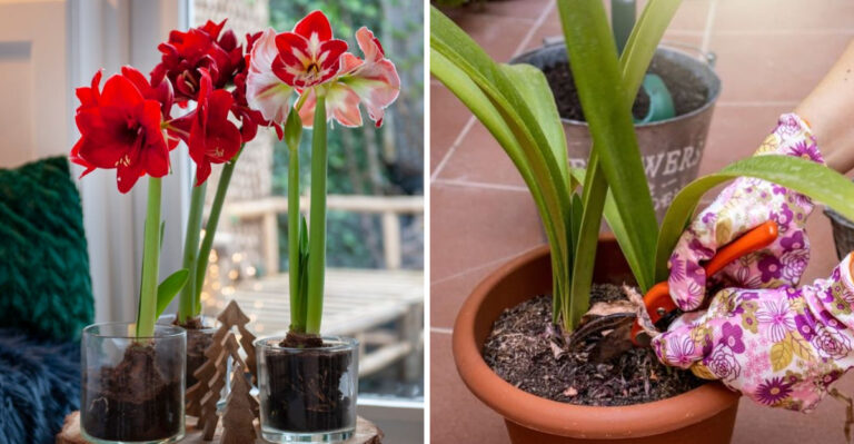 amaryllis
