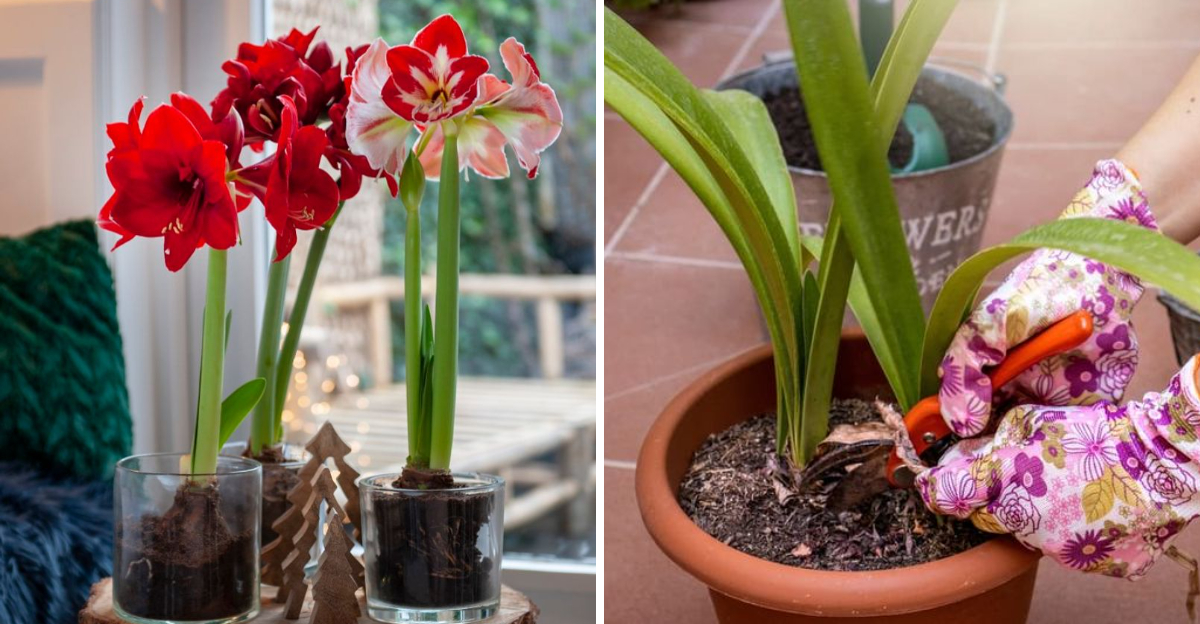 amaryllis