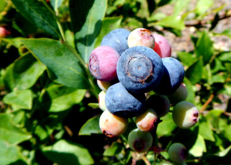 The Wrong Variety Can Ruin The Harvest Before It Starts