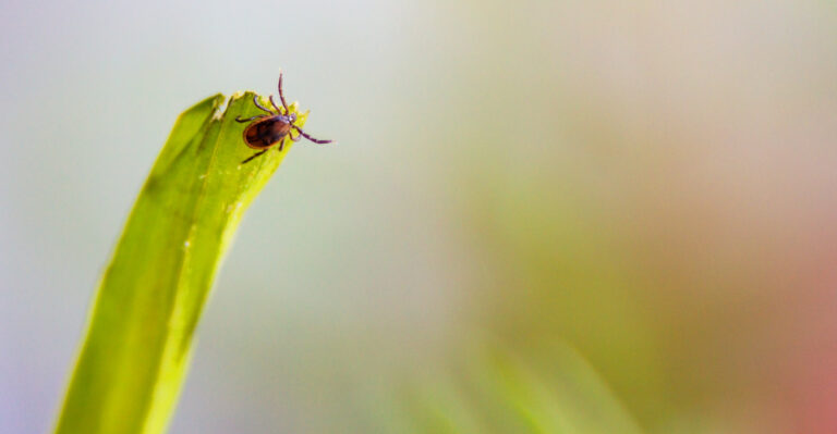The Yard Mistakes Making Tick Problems Worse In California This Season