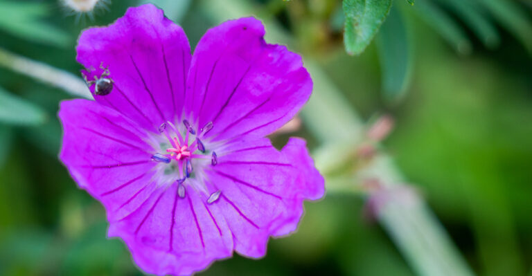 tick on flower