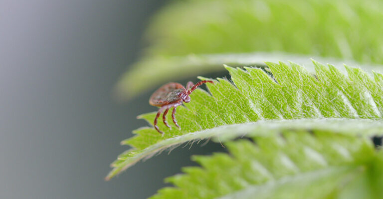 The Yard Mistakes Making Tick Problems Worse In Oregon This Season