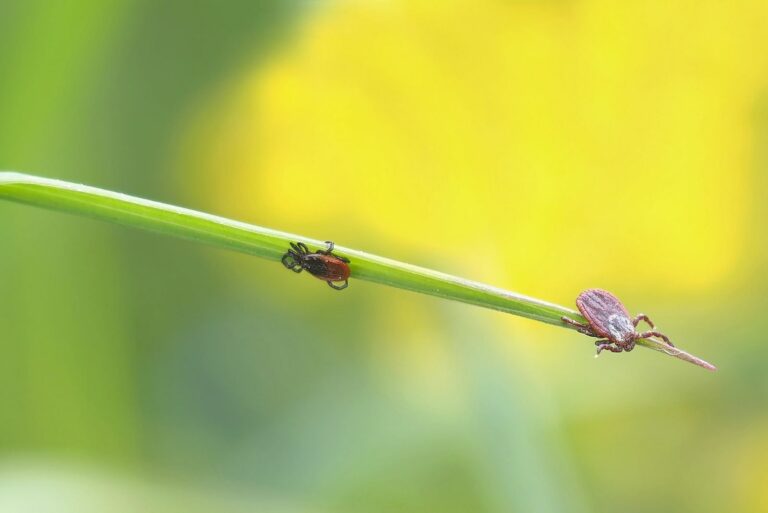 ticks