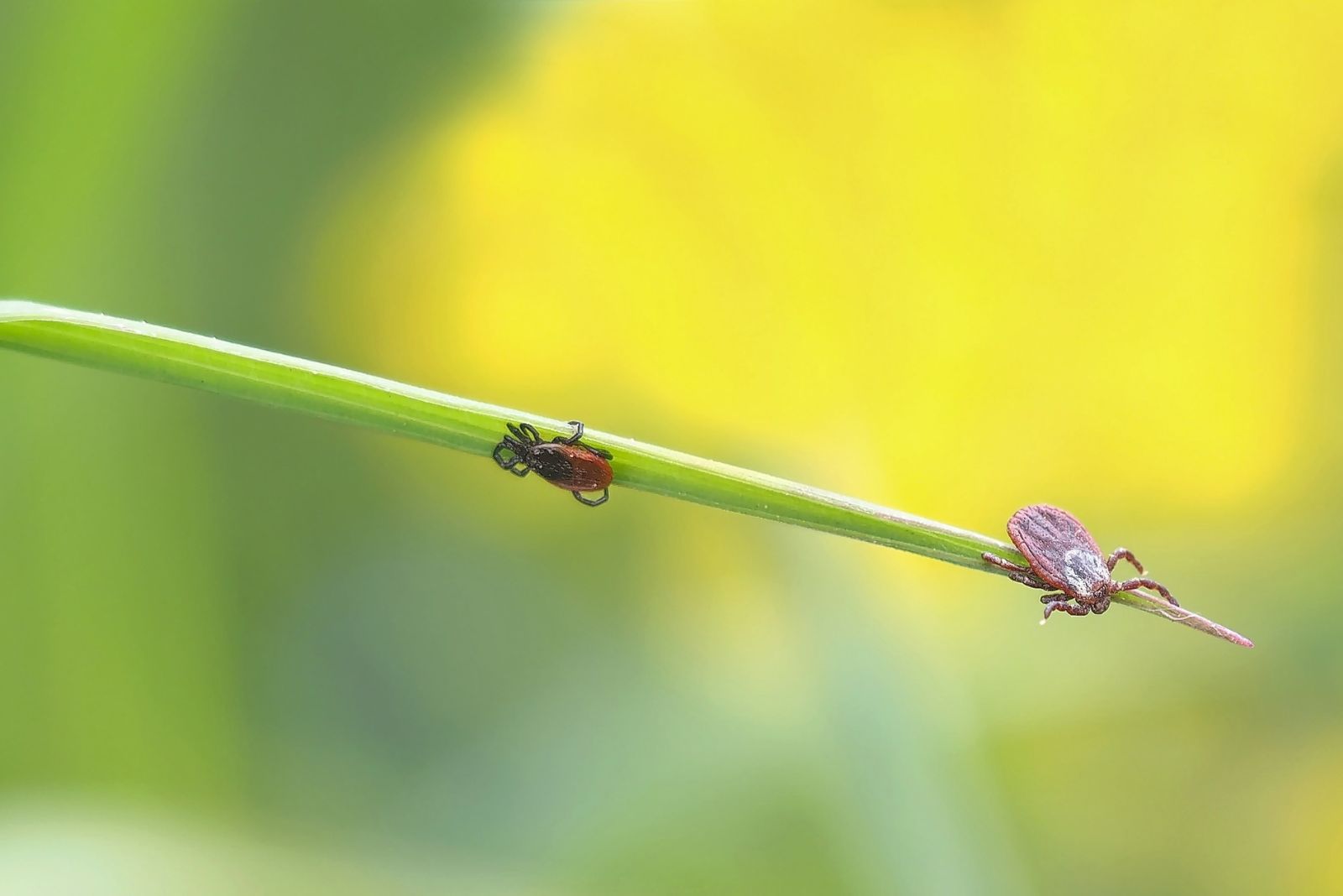 ticks