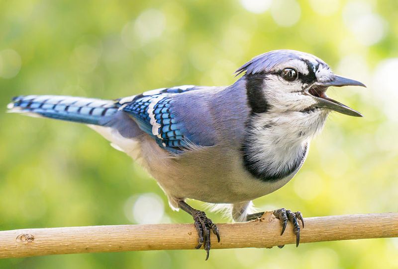 Their Loud Calls Warn Other Birds About Trouble