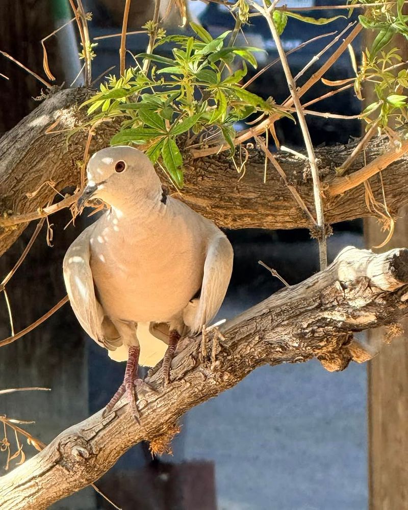 Their Nesting Habits Show Simple Backyard Adaptability