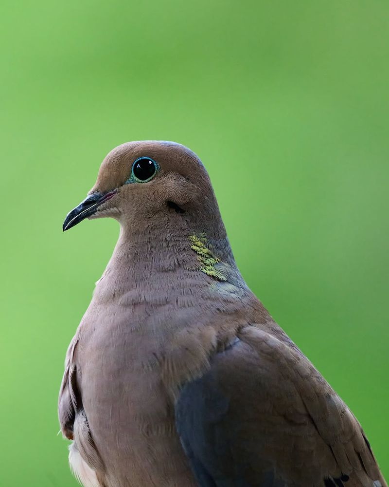 Their Soft Calls Often Symbolize Peace And Gentleness