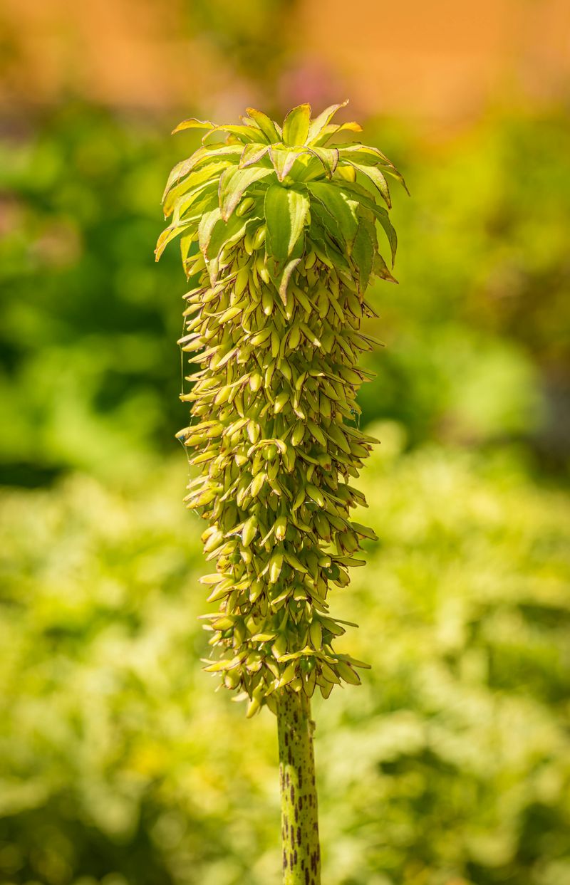 There Is A Pineapple In This Garden And It Is Not What You Think