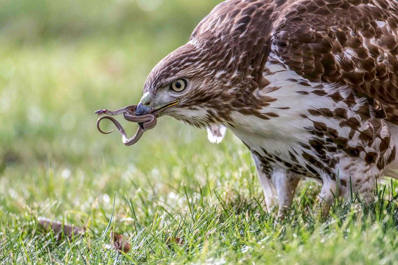 There Is Likely Prey Nearby There Is Likely Prey Nearby