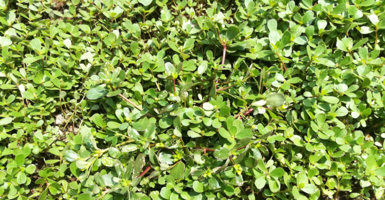 garden weed