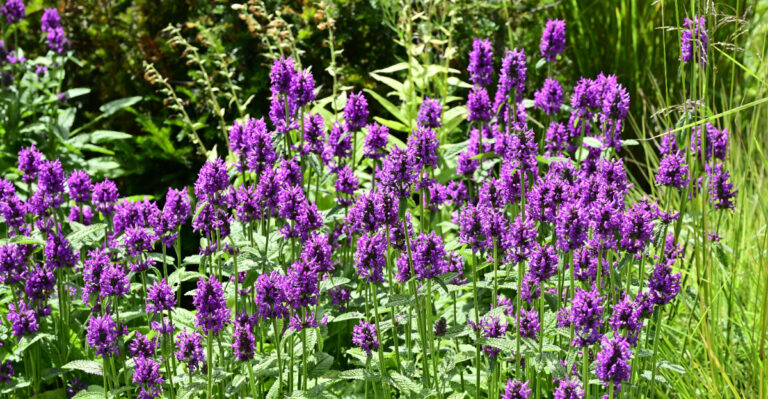 purple perennials
