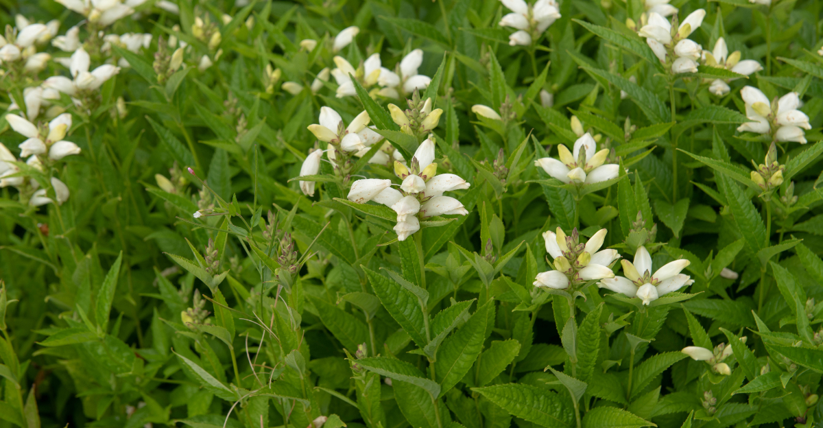 native michigan plant