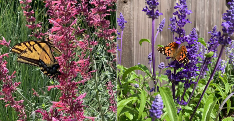 These 10 Plants Attract Butterflies And Repel Mosquitoes In California