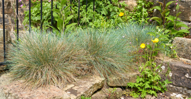 little bluestem