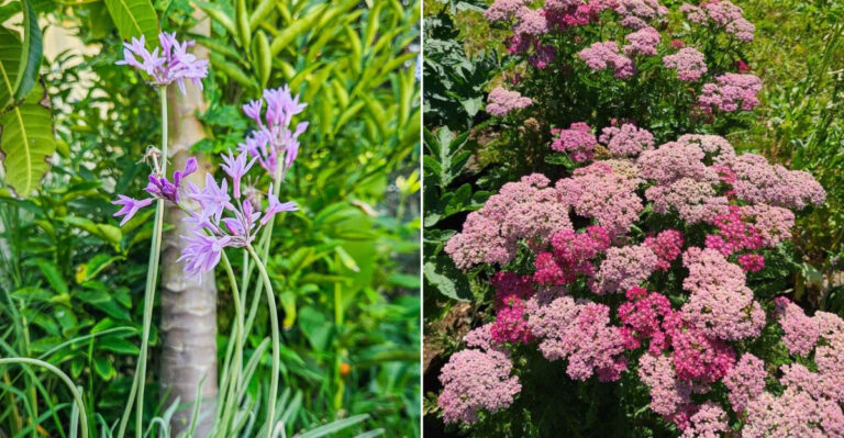 These 11 Border Plants Thrive On Neglect In California