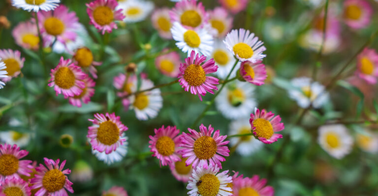 These 11 California Plants Fill Garden Gaps Without Taking Over