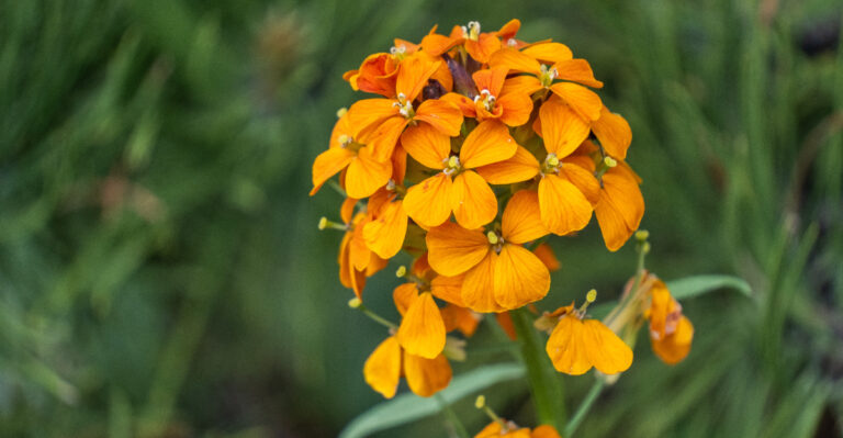 These 11 Long-Blooming Flowers Thrive In Oregon Summer Gardens