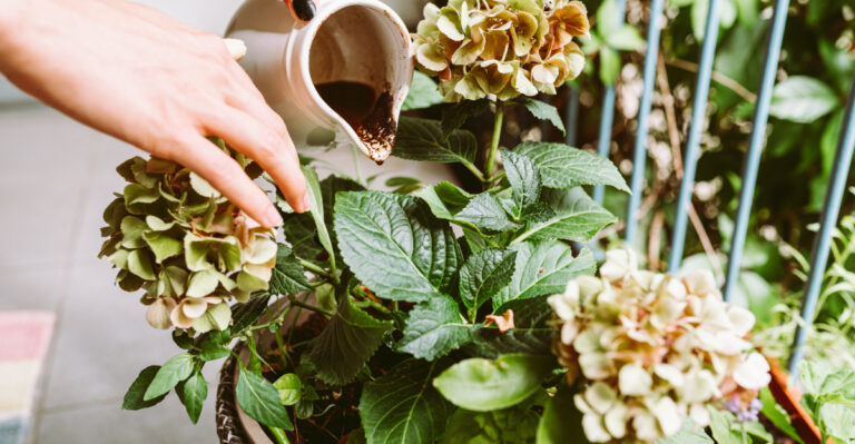These 11 Plants Thrive With Coffee Grounds In Oregon Gardens