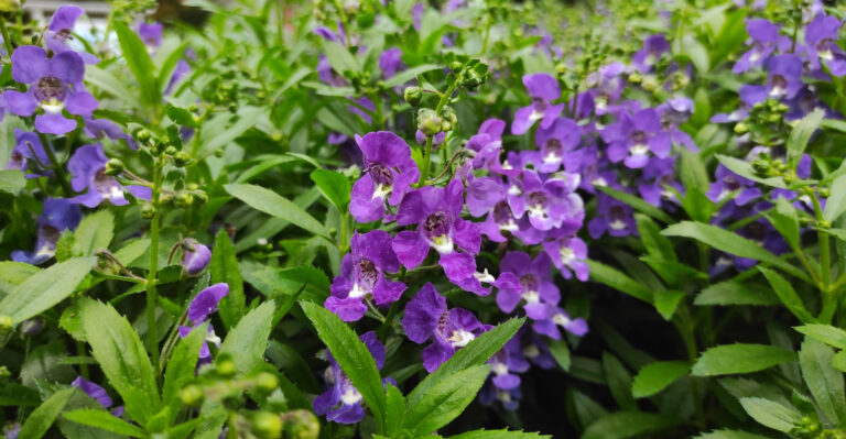 These 11 Sun-Seeking Flowers Thrive In California Gardens