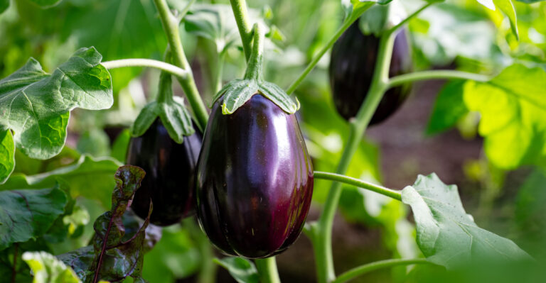 These 11 Vegetables Can Handle California Heat And Still Produce