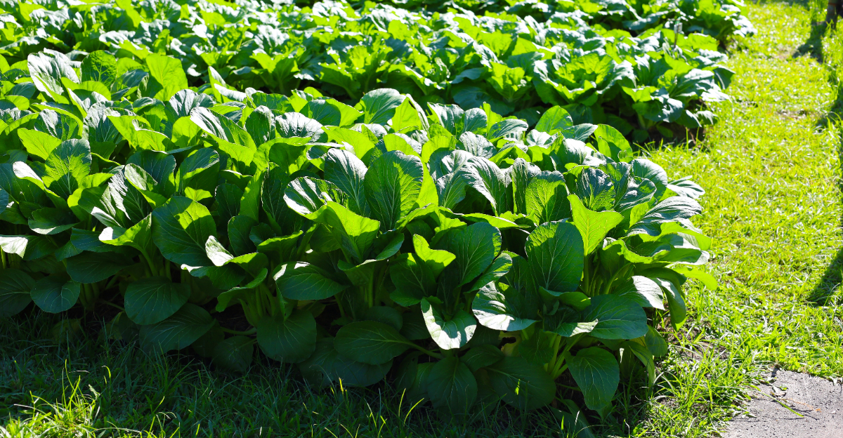 veggie garden