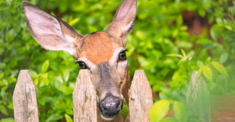 These 6 Plants Repel Deer From A Michigan Garden So Reliably Neighbors Will Ask What You Did