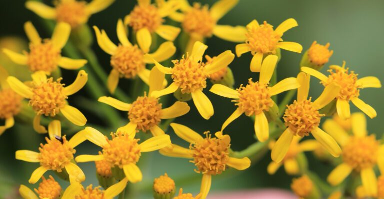 golden groundcover