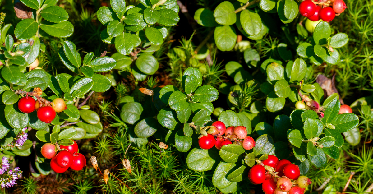 partridgeberry