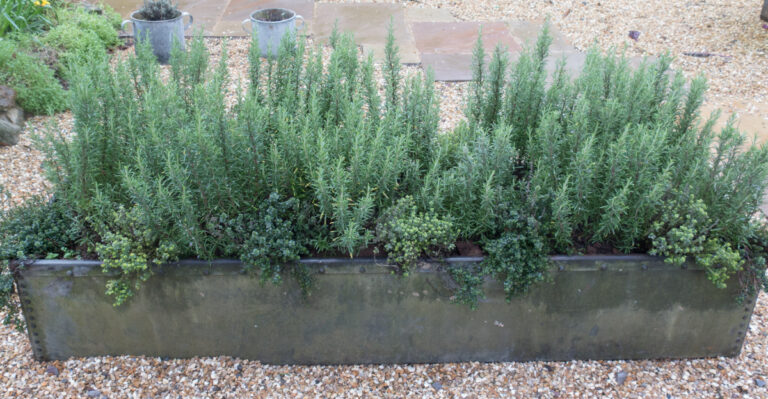 rosemary in container