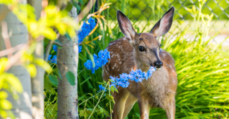 These 7 Plants Repel Deer From An Oregon Garden So Reliably Neighbors Will Ask What You Did