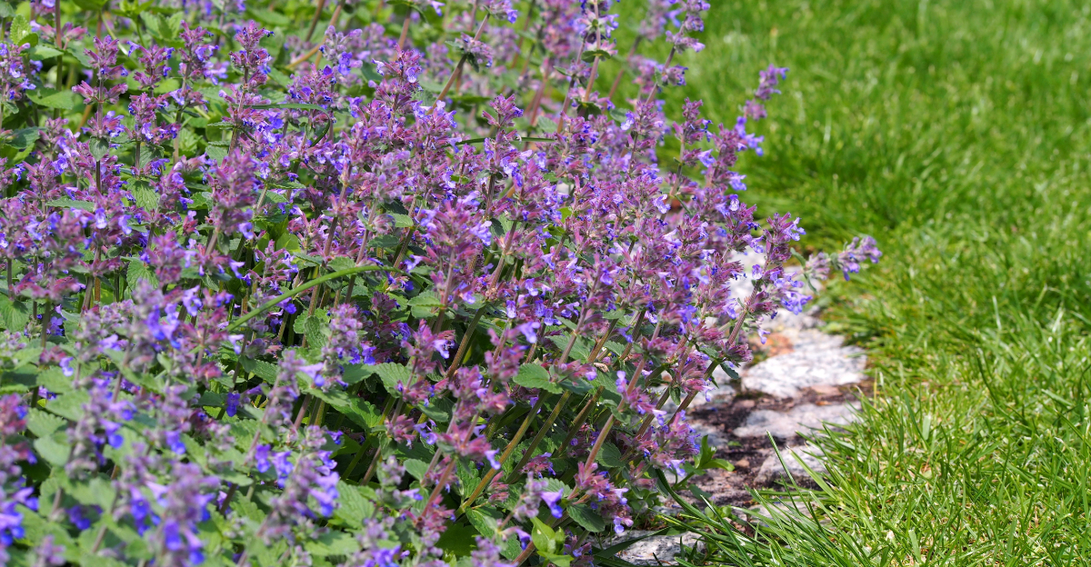 catmint