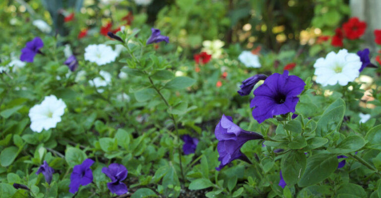 These 7 Reasons Are Keeping Your Petunias Leggy And Weak