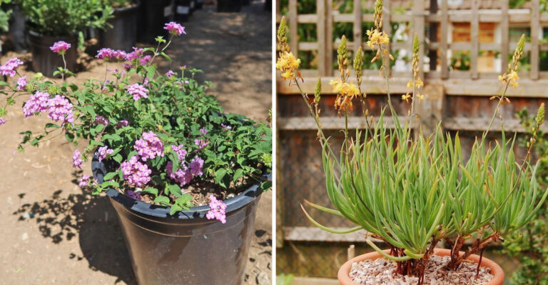 These 8 Arizona Perennials Keep Containers Colorful Every Year