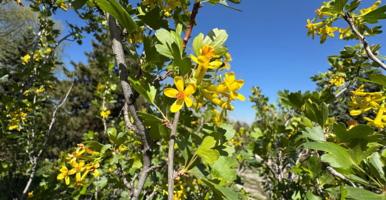 These 8 California Garden Plants Help Keep Deer And Rabbits Away
