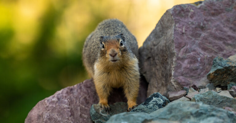 These 8 Garden Smells Send Critters Running In New York