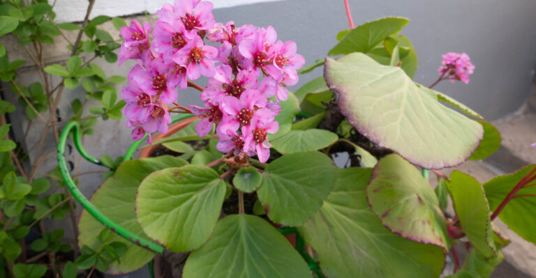 These 8 Hardy Perennials Thrive In Oregon Pots All Year Long