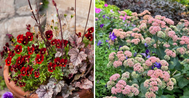 These 8 Hardy Perennials Thrive In Pots Year Round In North Carolina Gardens