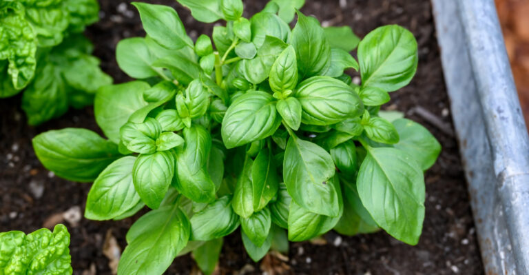 These 8 Mistakes Can Damage Basil Plants In Tennessee Heat