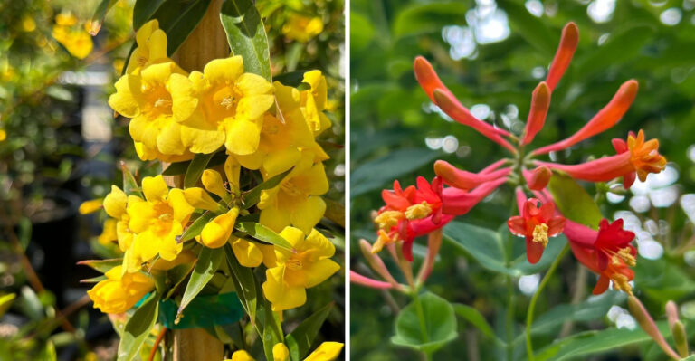 These 8 Native Climbers Replace Invasive Wisteria In Georgia Gardens