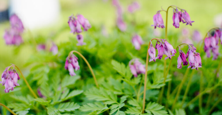 These 8 Native Flowers Spread Easily In Oregon Gardens