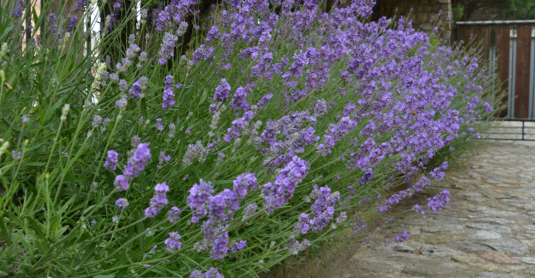 lavender border